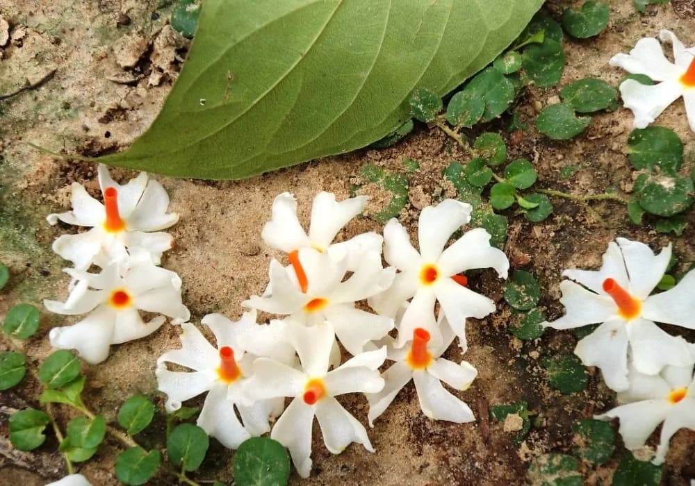 Parijata flowers fallen overnight on the ground