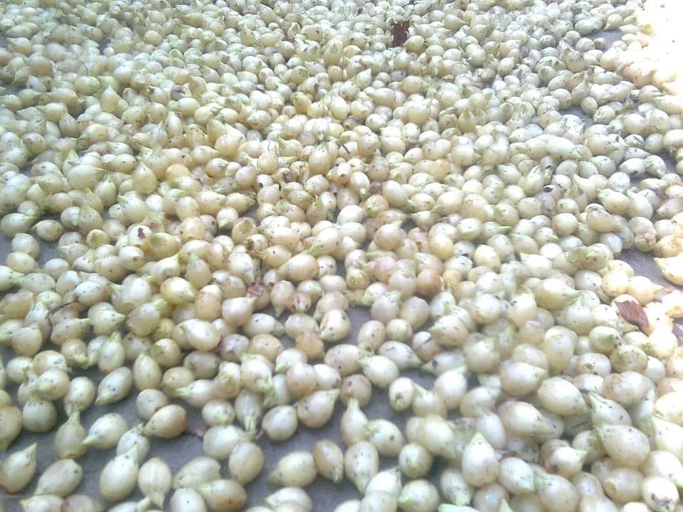 सूखने के लिए बिछाए गए मधूक के दलपुंज