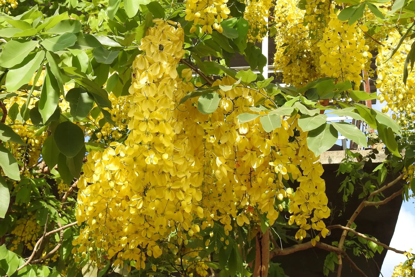 Amaltas racemes: long clusters of yellow flowers hanging from the branches