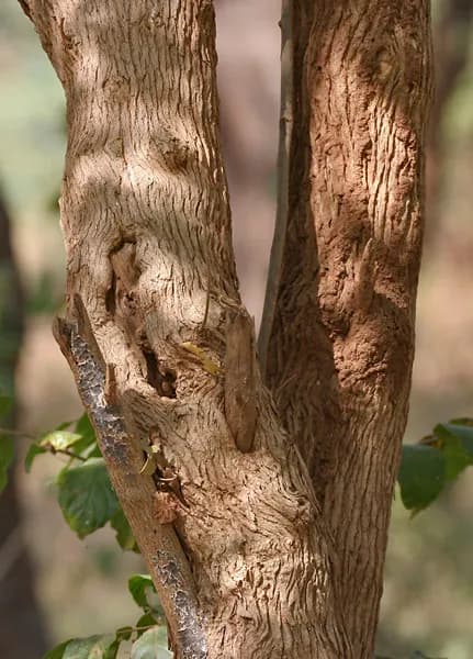Arni stems with ash-grey bark