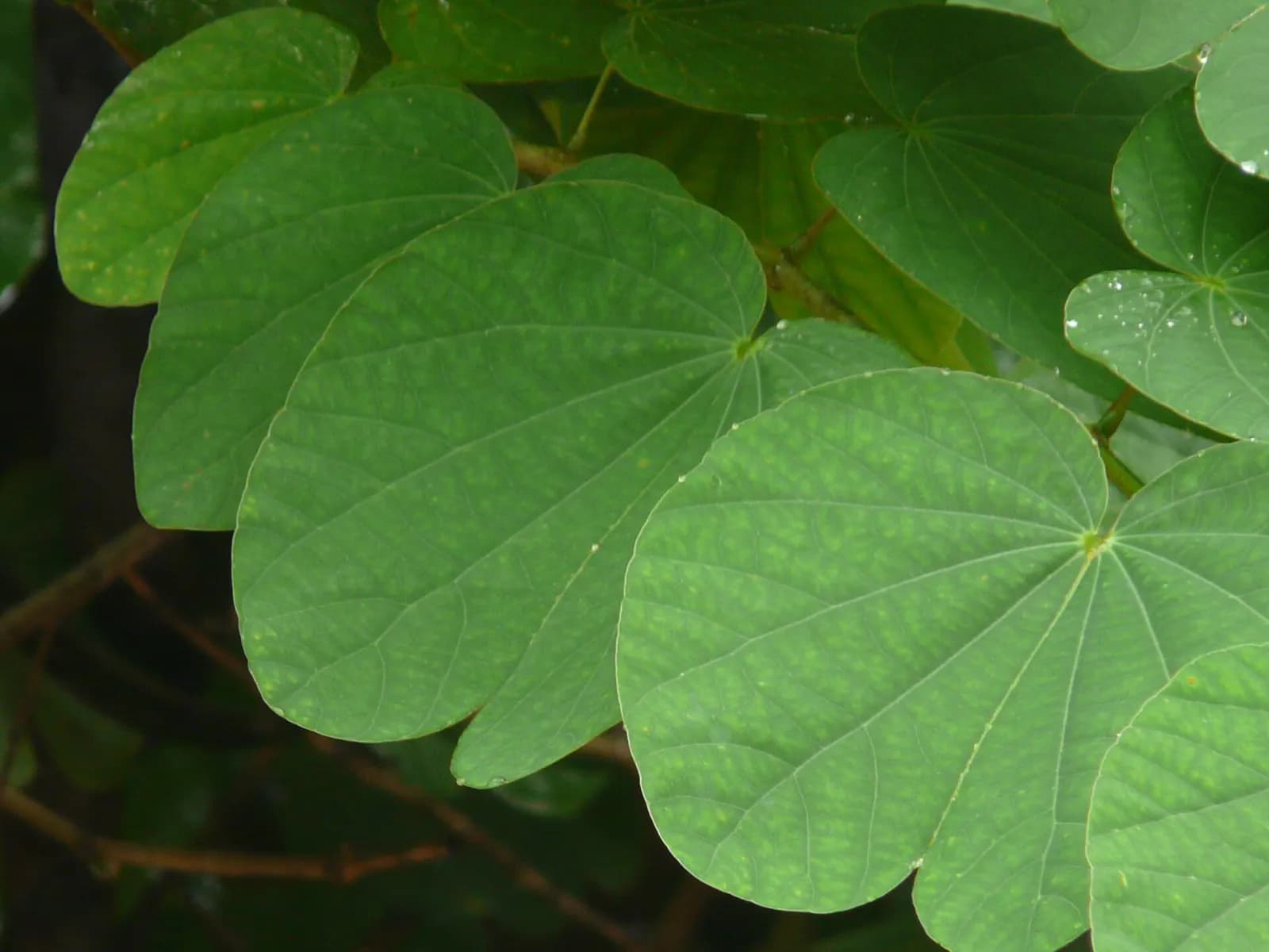Devakanchana leaves, split in two almost to the middle