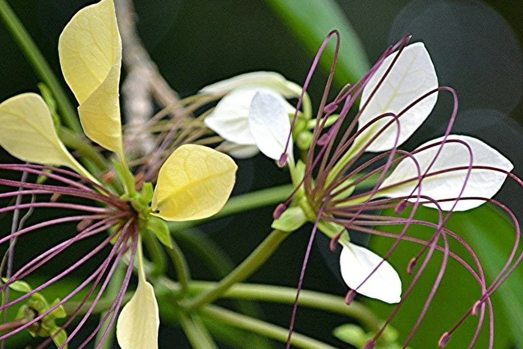 Barna flowers: white petals and long purple stamens
