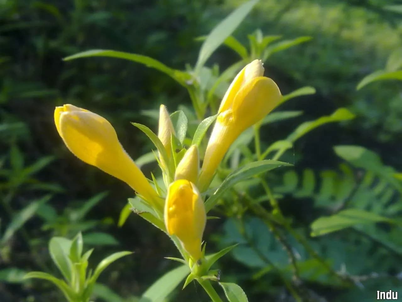 A thorny vajradanti bush in bloom — orange-yellow flowers in the leaf axils on erect shoots