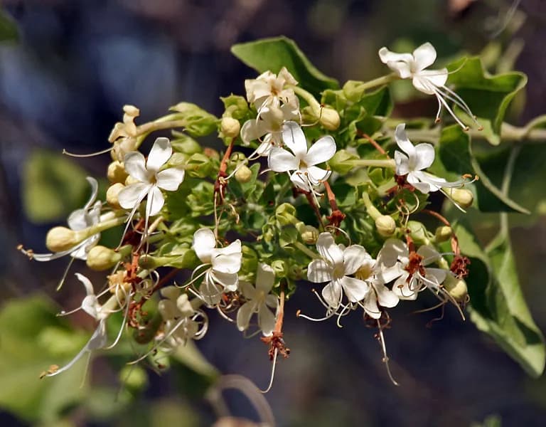 An arni inflorescence: cream-white flowers with long protruding stamens