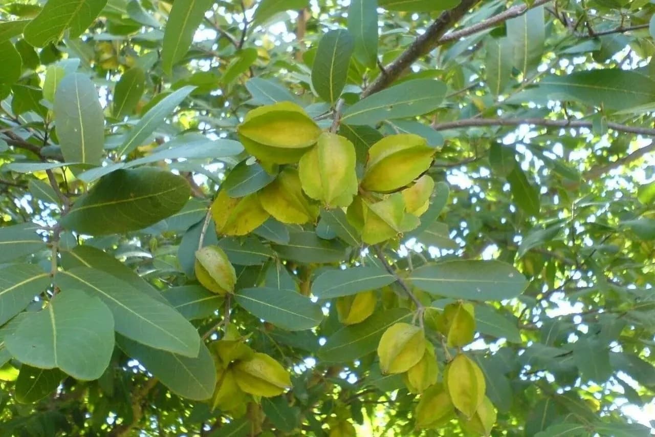 A branch of the arjuna tree with green winged fruits among leathery leaves