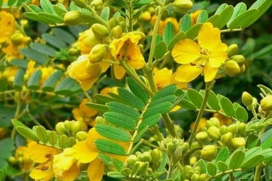 खिला हुआ अनवल: पंखनुमा पत्तियों के बीच बड़े चमकीले पीले फूल