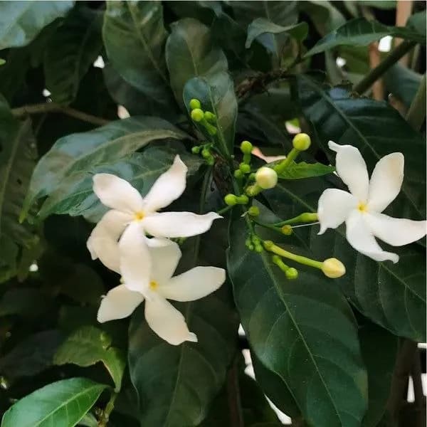 गहरे पत्तों की पृष्ठभूमि पर चाँदनी के फूल: पाँच पंखुड़ियों वाली श्वेत फिरकियाँ और हरी कलियाँ