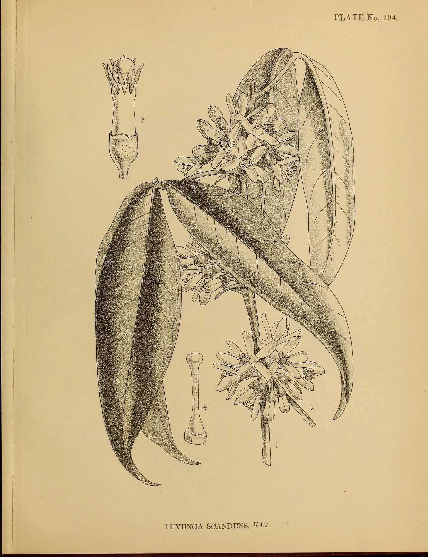 A botanical plate of Luvunga scandens: a climbing shoot with leathery leaves and clusters of large white flowers