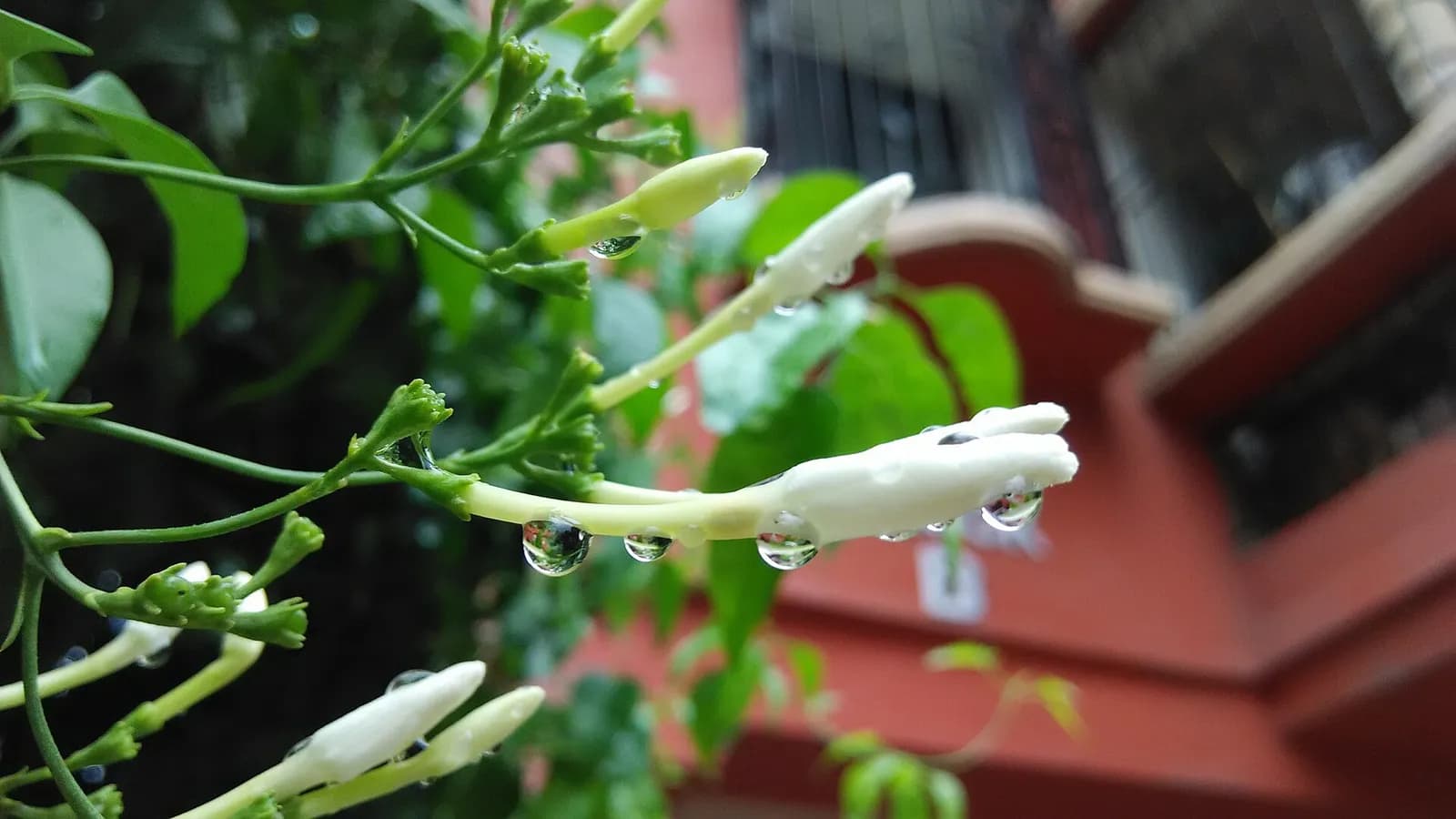 जूही की कलियों पर वर्षा की बूँदें: लम्बी श्वेत नलियाँ अभी खुली नहीं हैं