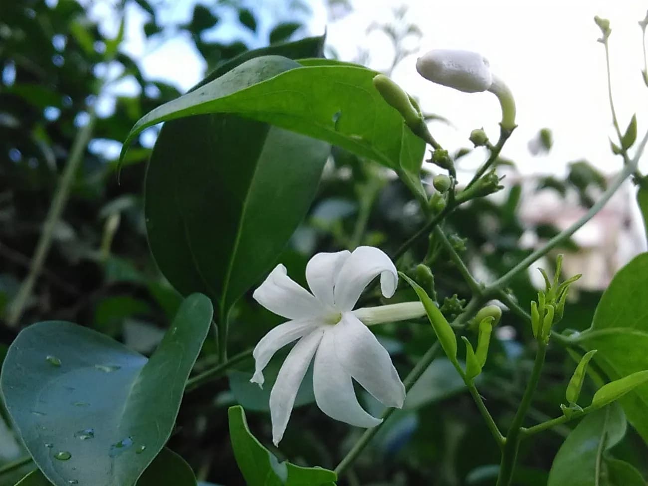 जूही का खिला हुआ श्वेत फूल सँकरी पंखुड़ियों वाला, और उसके पास लम्बी नली वाली कली