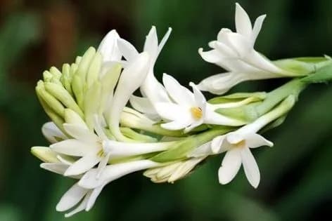 रजनीगन्धा का पुष्पगुच्छ: पुष्प-शूकी पर मोमी सफ़ेद फूल और कलियाँ