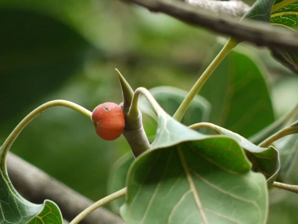 Лист фикуса Кришны (Ficus krishnae) с характерным свёрнутым у основания «карманом»-чашечкой