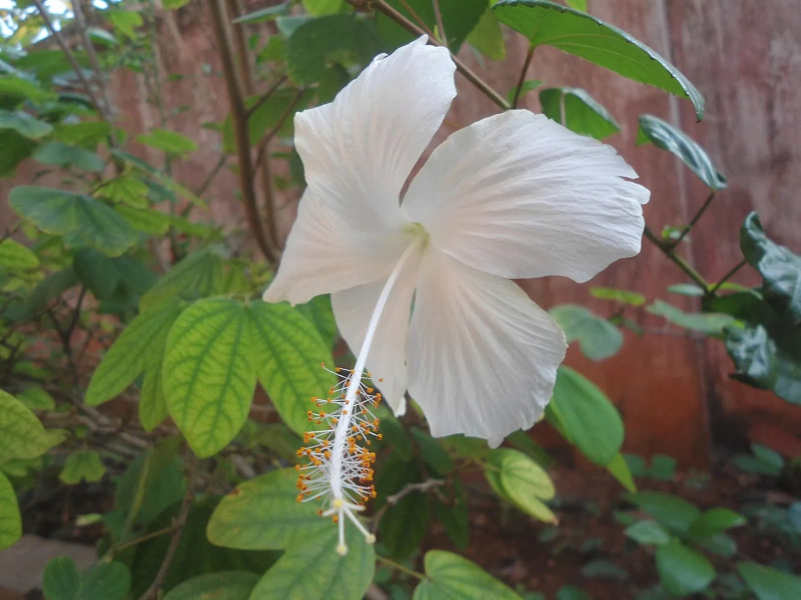 झाड़ पर जवा का श्वेत फूल, लम्बी बाहर निकली नलिका के साथ