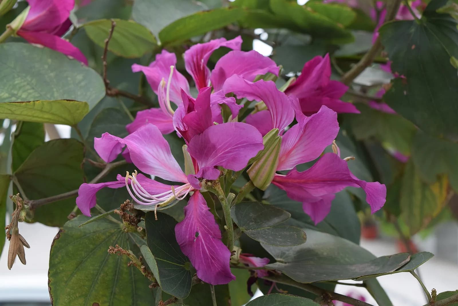 A flowering branch of devakanchana: lilac-purple flowers with narrow petals among leaves cleft in two