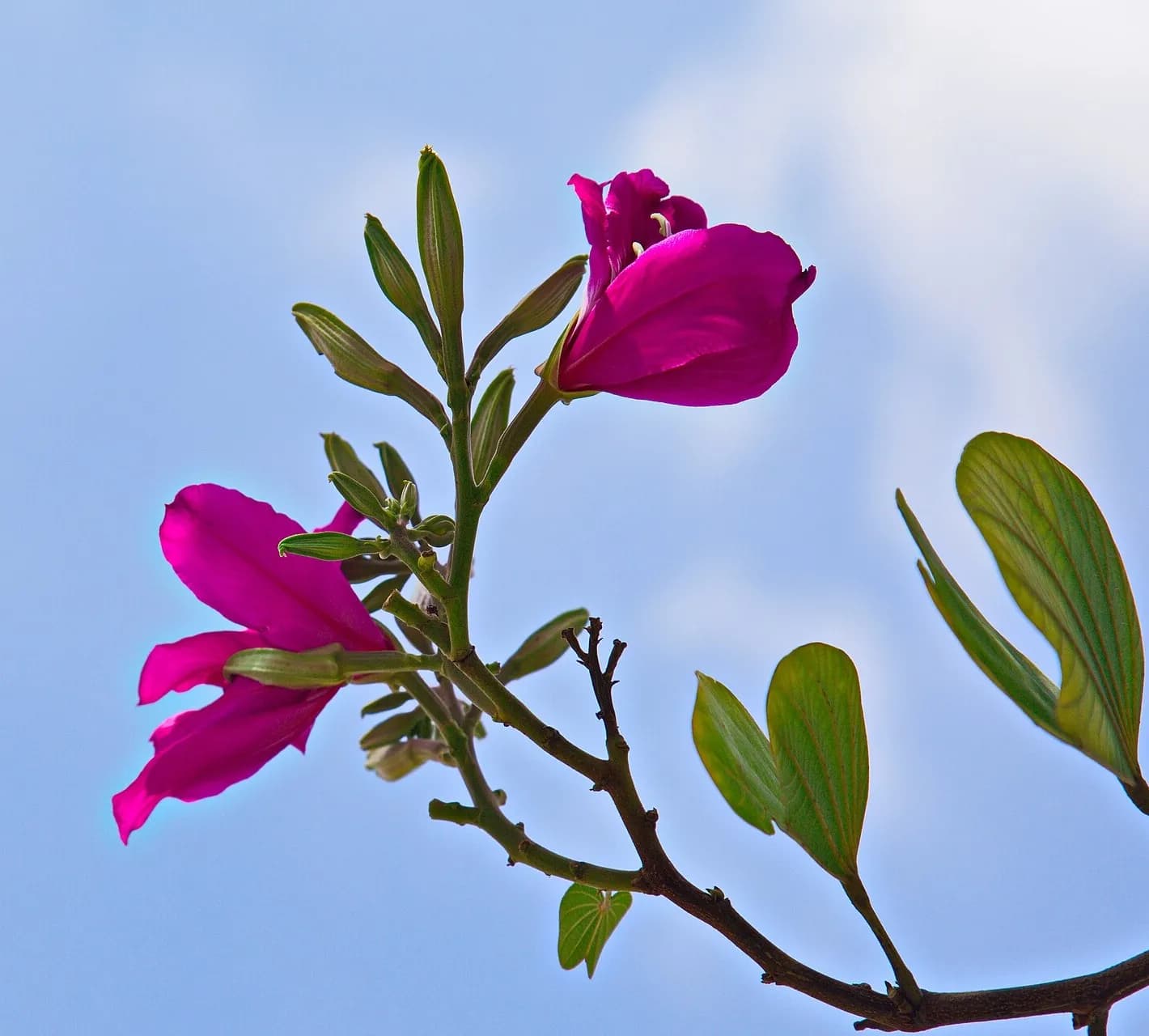 Devakanchana flowers and buds against the sky