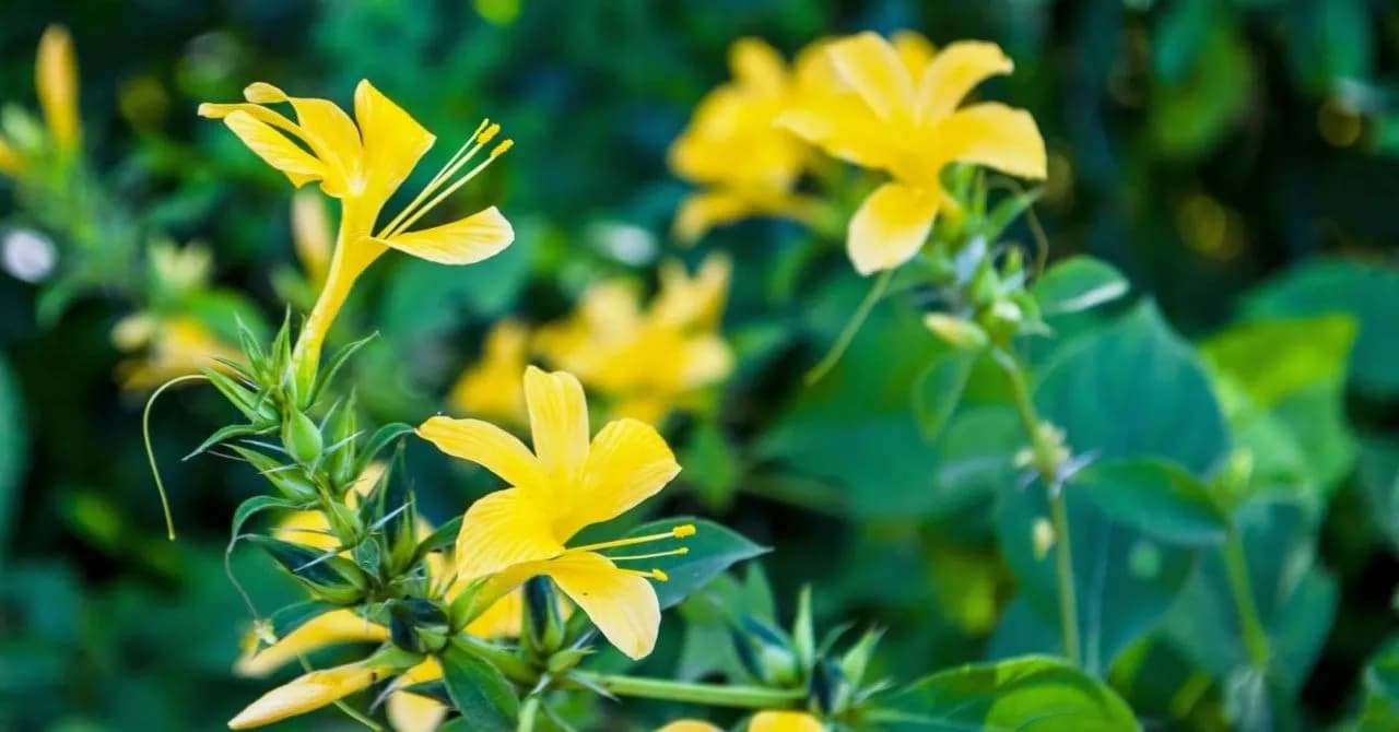 Yellow-orange vajradanti flowers with long stamens on thorny shoots