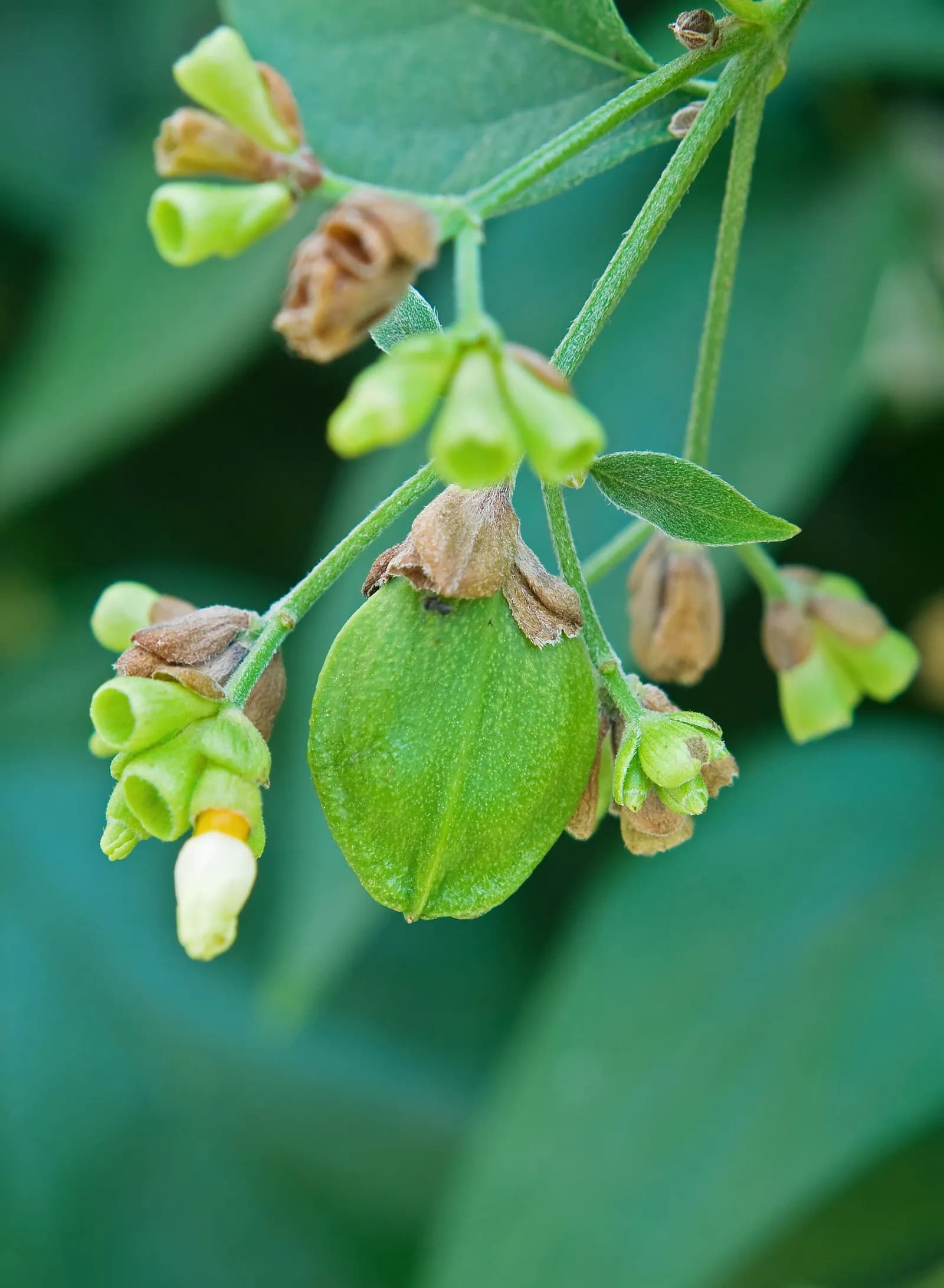 Flat brown capsules of the parijata, shaped like hearts