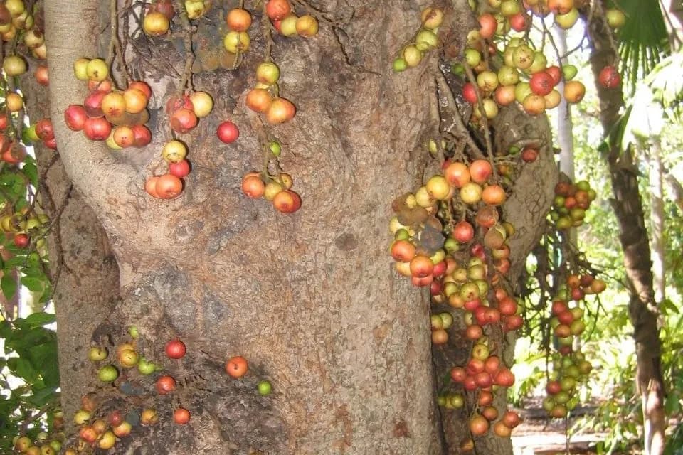 Clusters of reddish-orange figs sit right on the trunk of an udumbara
