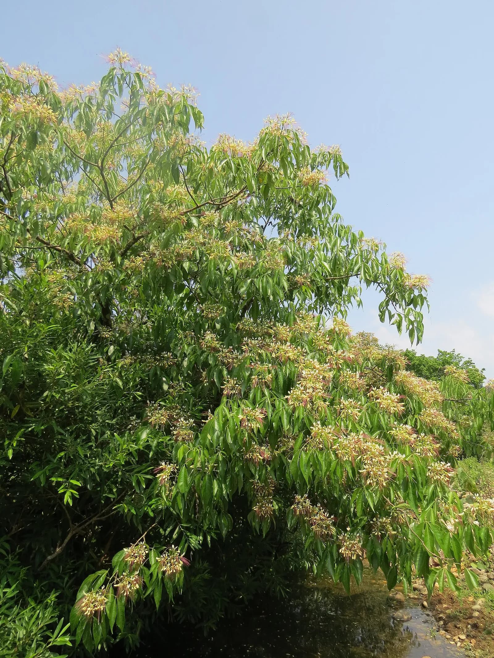 A barna tree in flower stands right over the stream, its white-clustered branches leaning to the water