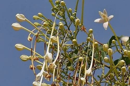 वृक्ष के शिखर पर आकाश मल्ली के पुष्प: आकाश की पृष्ठभूमि में लम्बे नलिकाकार दलपुंज और कलियाँ