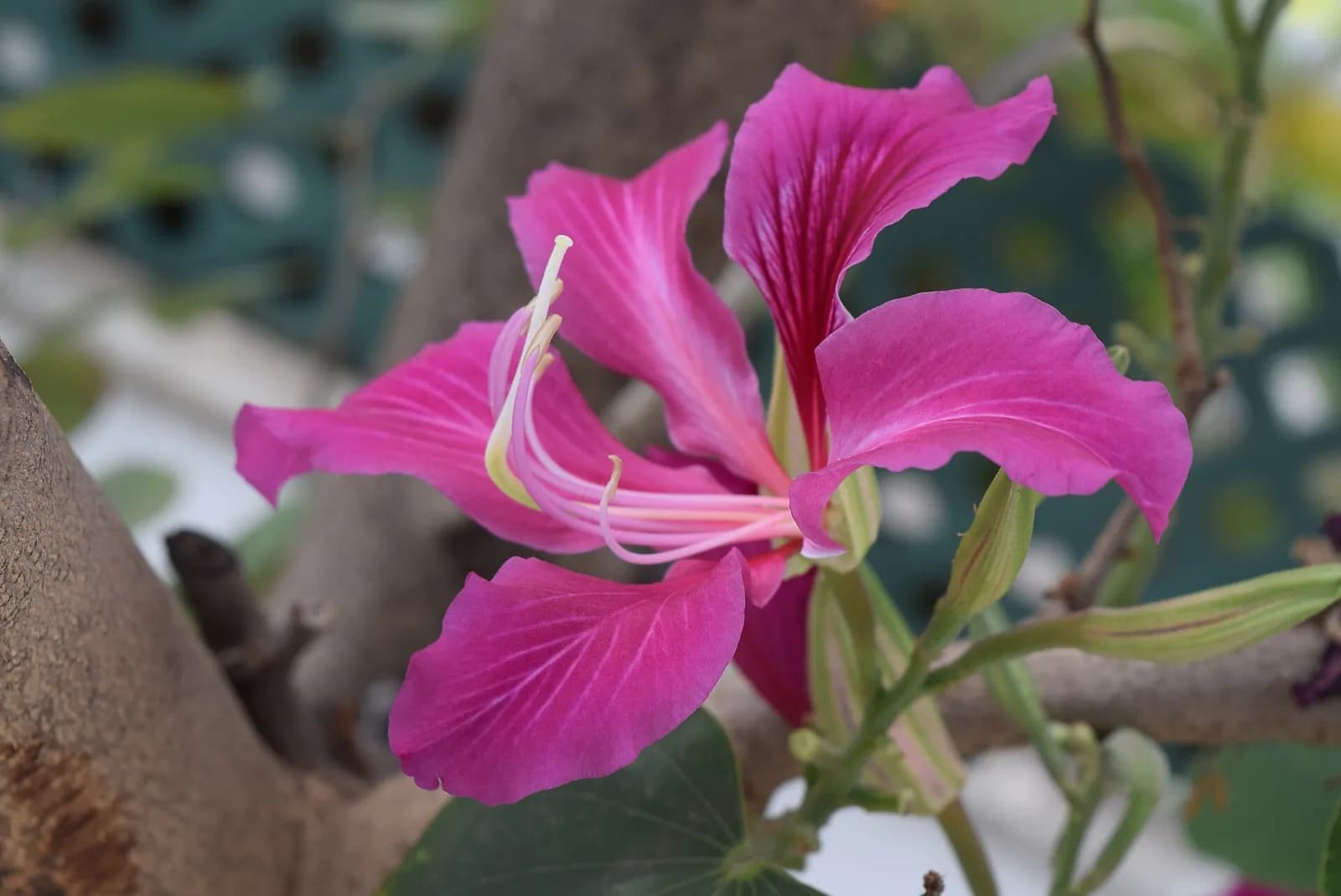 A single purple devakanchana flower in close-up, with curving stamens