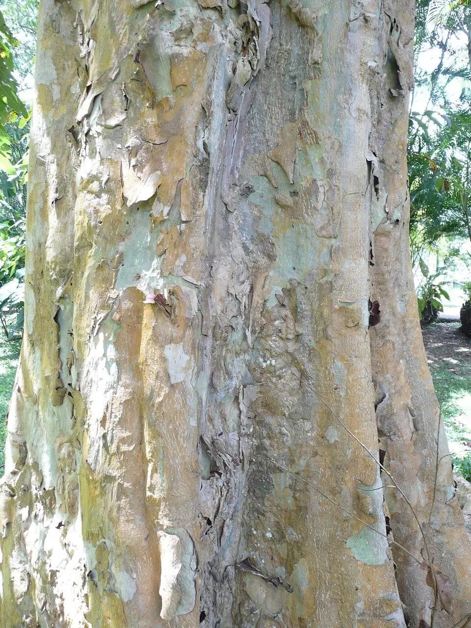 The trunk of an arjuna: the pale bark peels away in large flakes, revealing greenish and ochre layers