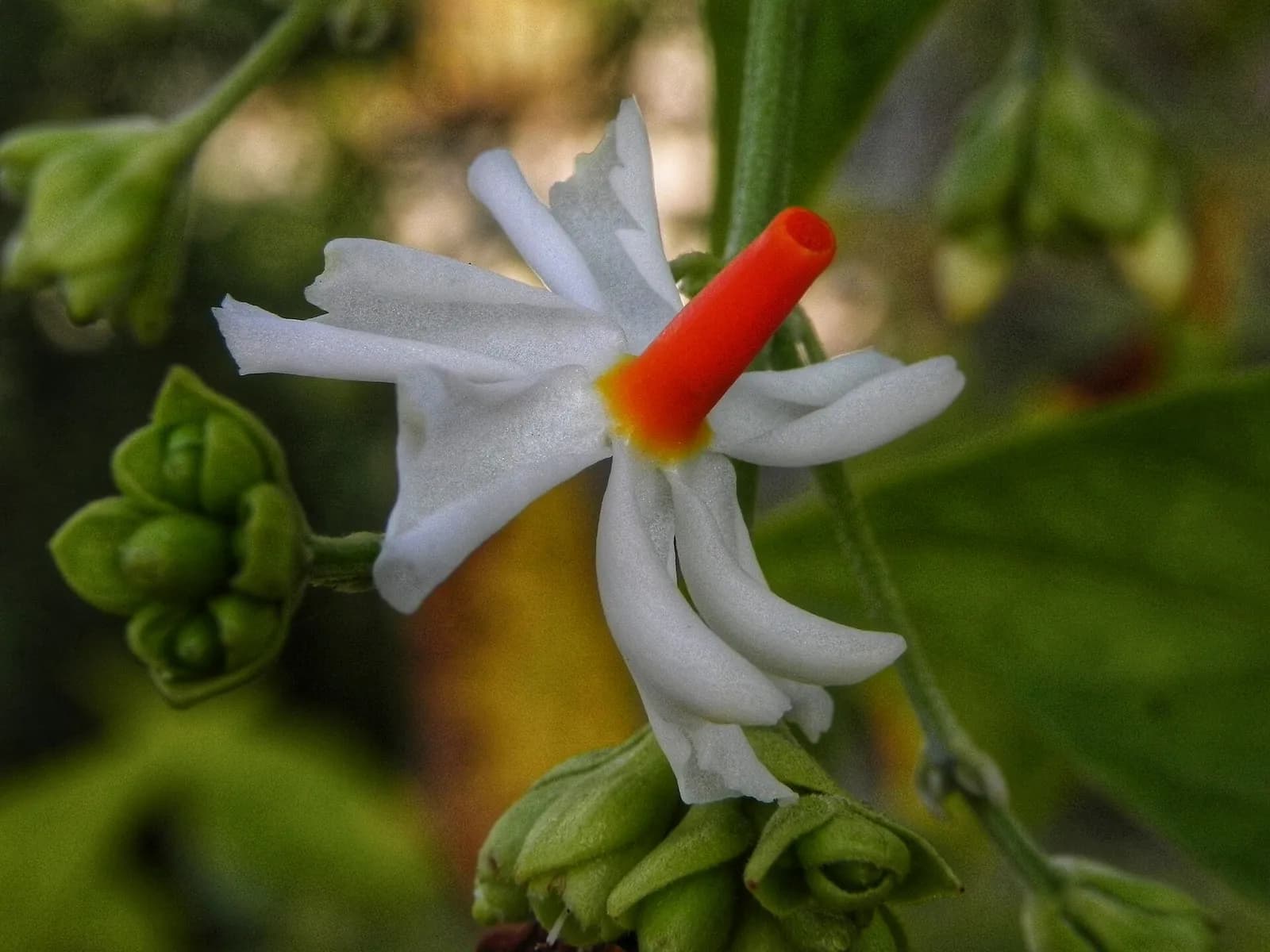 A parijata flower from the side: the bright orange tube and the reflexed white petals