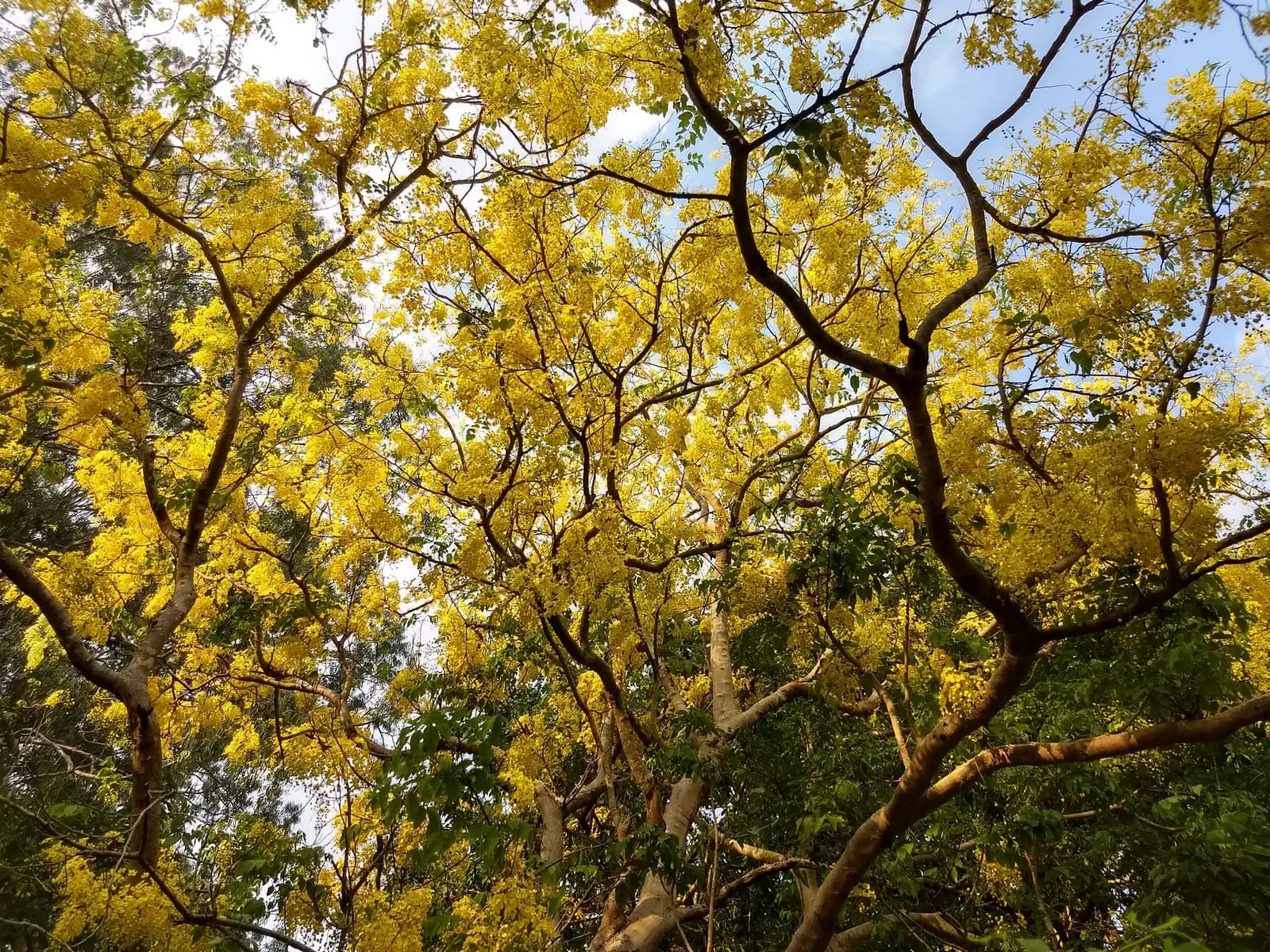 Racemes of yellow amaltas flowers close up